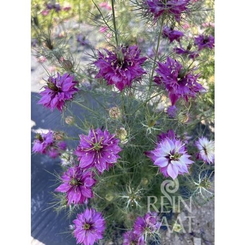  Vzhodna črnika - Mulberry Rose - 1 pkt. Cene