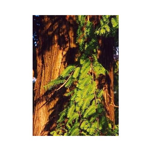 TROPICA Kitajska metasekvoja Cene