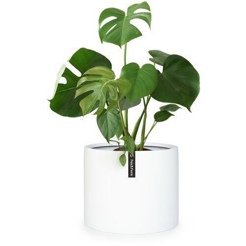 Fox & Fern Gendt, lonac za cvijeće, fiberstone, interijer/ eksterijer Cijene