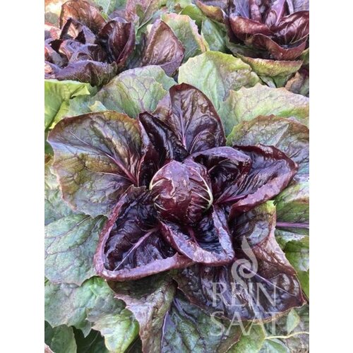  Solata endivija "Grumolo rosso" - 1 pkt. Cene