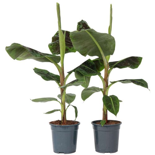 Plant in a Box bananovec - 2 kos - musa 'dwarf cavendish' - višina 90-100cm - ⌀21cm, (21757905) Cene