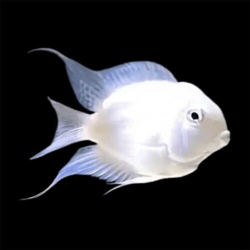 Akvarijum Centar Cichlasoma sp. - White parrot Cene