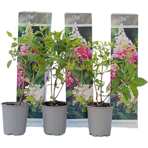 Plant in a Box hortenzija - 3 kos - hydrangea paniculata 'pink lady' - višina 25-40cm - ⌀9cm, (21757729) Cene