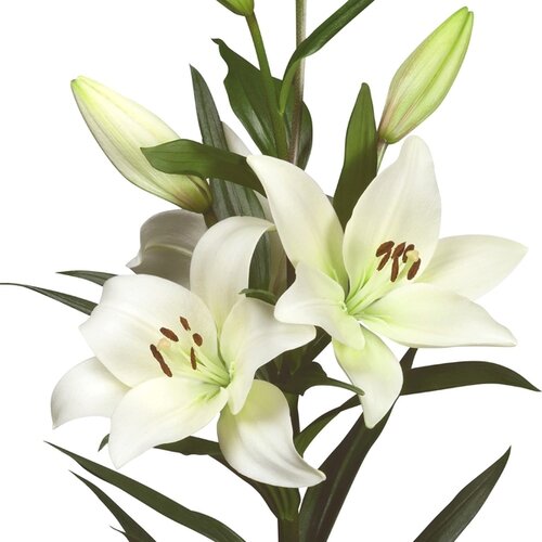 Royal De Ree Lukovica Ljiljan - Lilium Asiatic White 2/1 Cene