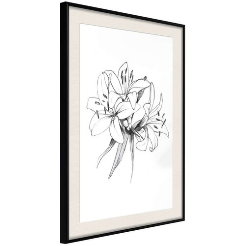  Poster - Sketch of Lillies 40x60 Slike
