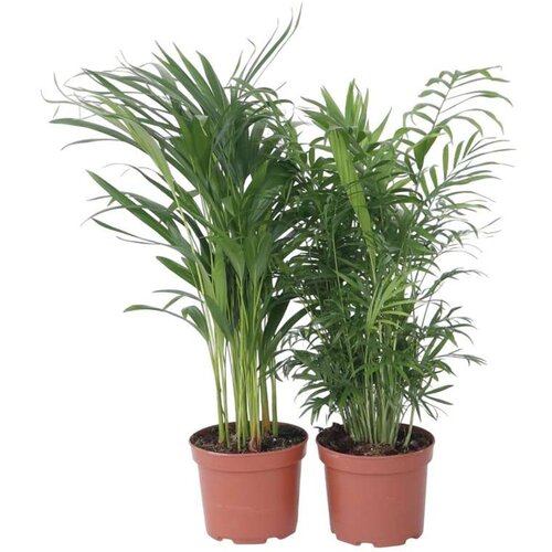 Plant in a Box notranja me&amp;scaron;anica palm - 2 kos - chamaedorea, dypsis - vi&amp;scaron;ina 50-70cm - ⌀17cm, (21758127) Slike