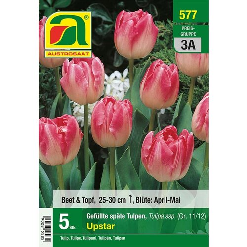 AUSTROSAAT Polni pozni tulipani "Upstar" - 5 čebu. Cene