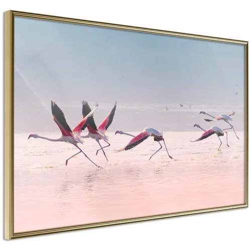  Poster - Flamingos Breaking into a Flight 90x60