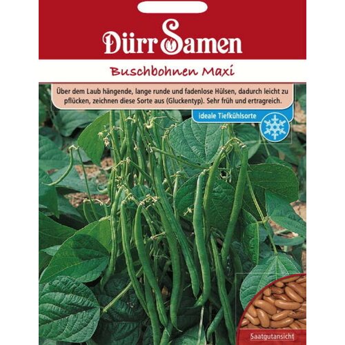 D&amp;uuml;rr Samen Grmičast fižol &amp;quot;Maxi&amp;quot; - 120 zrn. Slike