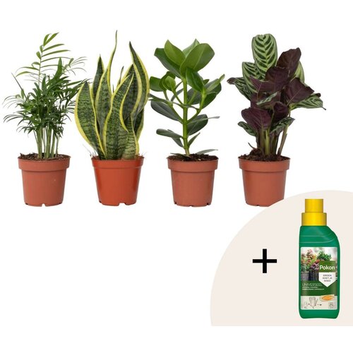 Plant in a Box enostavna mešanica za nego - 4 kos - višina 25-40cm - ⌀12cm, (21823635) Cene