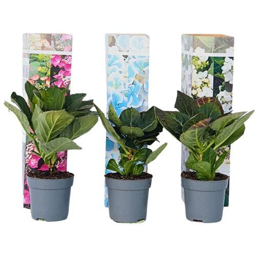 Plant in a Box hortenzija - 3 kos - hydrangea macrophylla - vi&amp;scaron;ina 25-40cm - ⌀9cm, (21757648) Slike