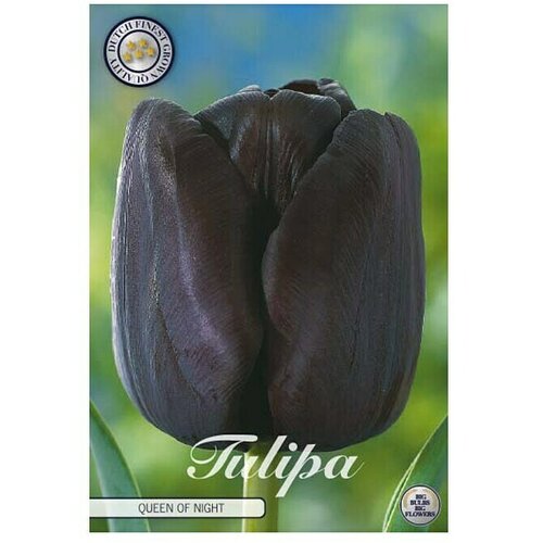 Cvjetne lukovice Tulipan Queen of Night (Crna, Botanički opis: Tulipa) Slike