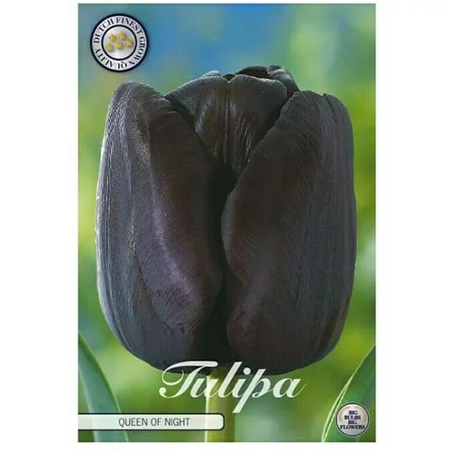 cvjetne lukovice Tulipan Queen of Night (Crna, Botanički opis: Tulipa)