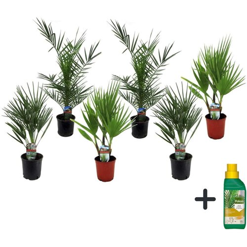 Plant in a Box vrtne palme - 6 kos - phoenix,chamaerops,washingtonia - vi&amp;scaron;ina 50-70cm - ⌀15cm, (21757699) Slike