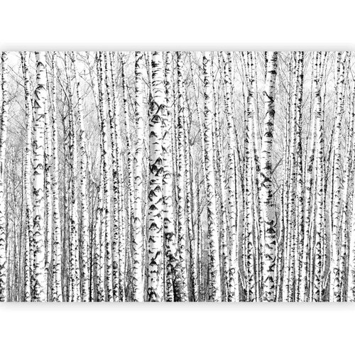  Foto tapeta - Birch forest 200x140 Standard Cene