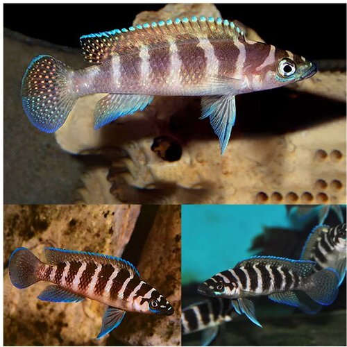Akvarijum Centar neolamprologus cylindricus Cene