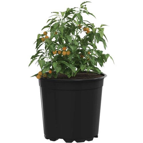  Lonac za cvijeće 100 pcs Crna &amp;Oslash; 15 x 13 cm Plastika Slike