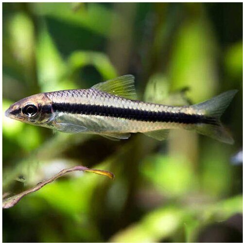 Akvarijum Centar crossocheilus siamensis (sijamski algar) Cene