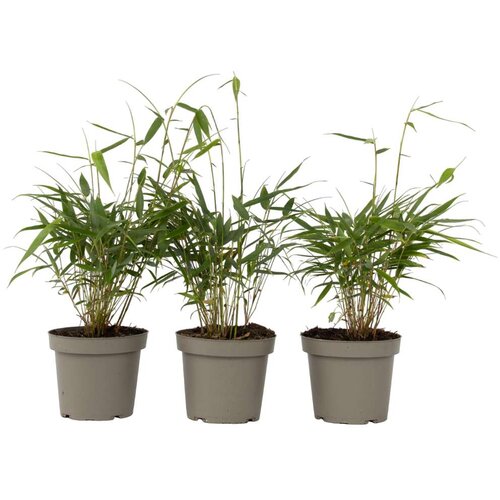 Plant in a Box bambus - 3 kos - fargesia scabrida 'asian wonder' - višina 25-40cm - ⌀13cm, (21757751) Cene