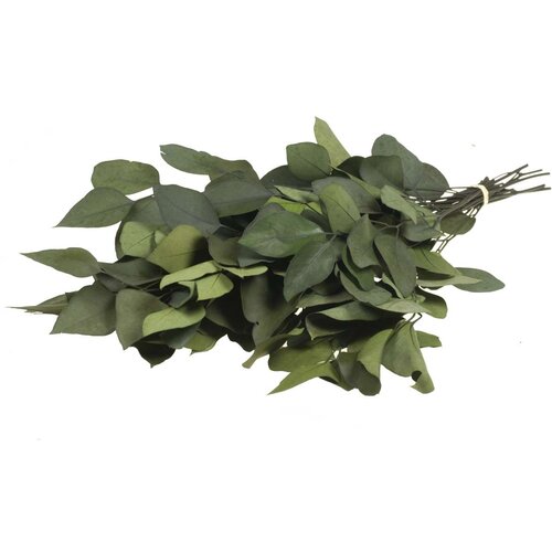 Plant in a Box evkalipt - eucalyptus stuartiana - posušeno cvetje - zelena, (21758378) Cene