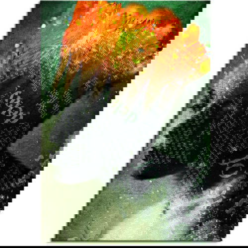 Pintdecor Zidni ukras Solo parole Cijene