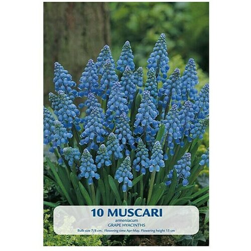  Cvjetne lukovice Budget Collection Muscari (Plava, Botanički opis: Muscari) Slike