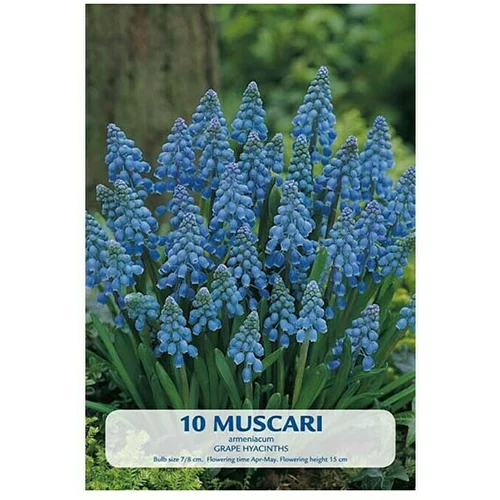  Cvjetne lukovice Budget Collection Muscari (Plava, Botanički opis: Muscari)