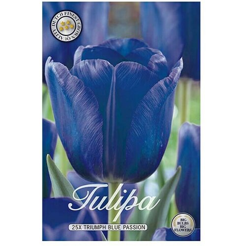  Lukovice proljetnog cvijeća Tulipan Triumph Blue Passion (Plava, Botanički opis: Tulipa, Broj cvjetnih lukovica: 10 Kom.) Cijene