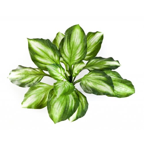 Floraworld Ve&scaron;tački žbun Hosta zeleno žuta Cene