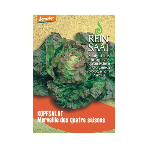 ReinSaat Glavnata solata &amp;quot;Merveille des quatre saisons&amp;quot; Slike