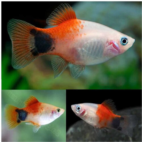Akvarijum Centar micky mouse platy Cene