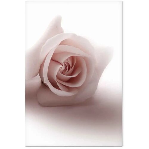  Slika - Floral Glamour Glow (1-part) - Delicate and Pastel Pink Rose 20x30 Slike