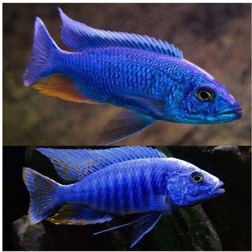 Akvarijum Centar electric blue cichlid Cene