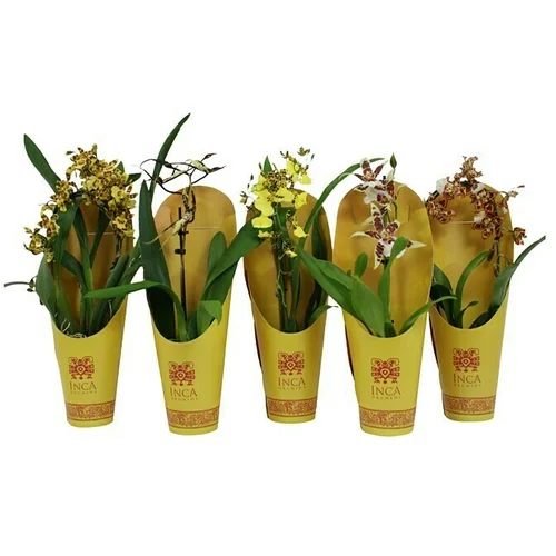 Piardino Orhideja (Veličina tegle: 9 cm, Žuta, narančasta, Uspravno)