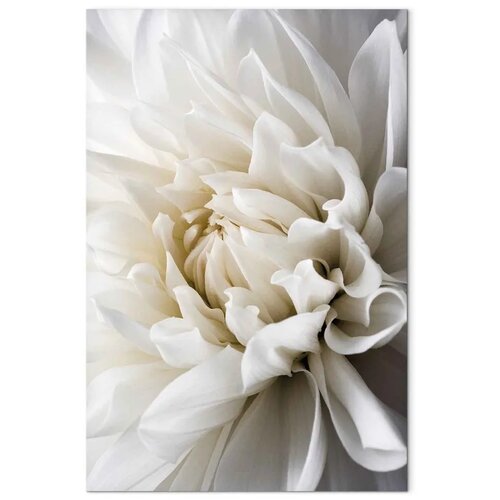  Slika - White Dahlia 40x60 Cene