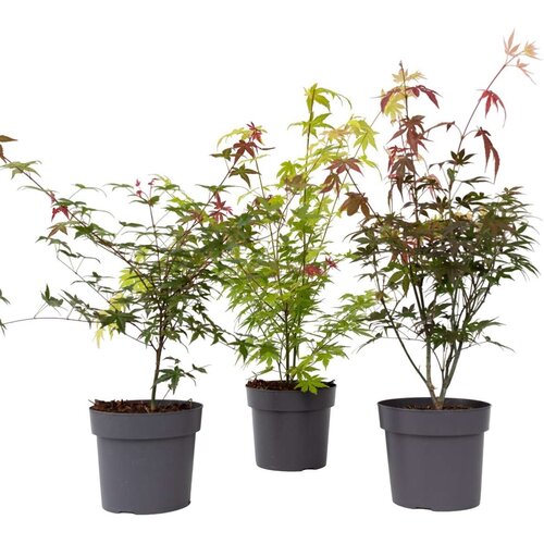 Plant in a Box japonski javor - 3 kos - acer palmatum - vi&amp;scaron;ina 60-70cm - ⌀19cm, (21757713) Slike