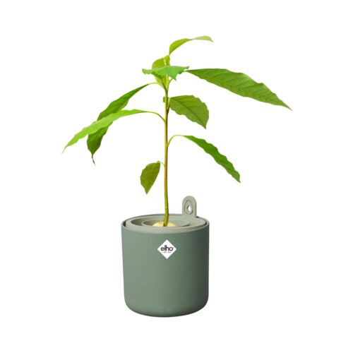 ELHO Lonec za gojenje avokada "amazing avocado pot" - Listnato zelena Cene