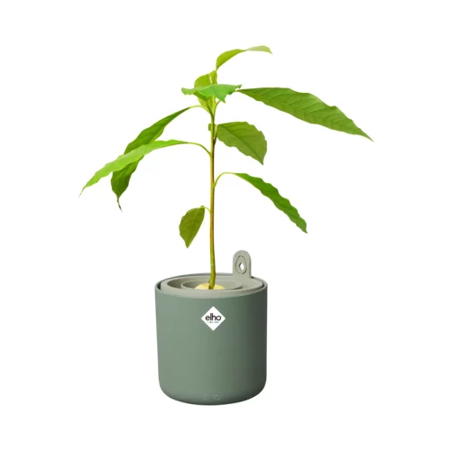 ELHO Lonec za gojenje avokada "amazing avocado pot" - Listnato zelena