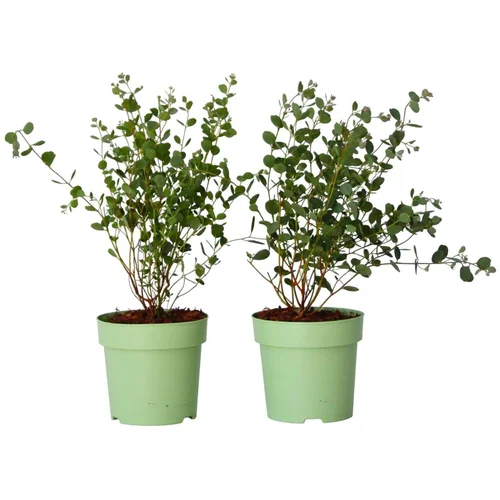 Plant in a Box Evkalipt - 2 kos - Eucalyptus websteriana 'Botanic Hearts' - V35-45cm - ⌀15cm, (21757841)