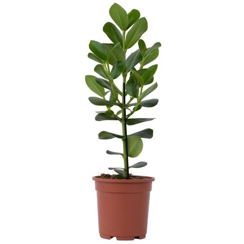 Plant in a Box Balzam jabolko - Clusia rosea 'Princess' - Višina 50-60cm - ⌀17cm, (21758307) Cene