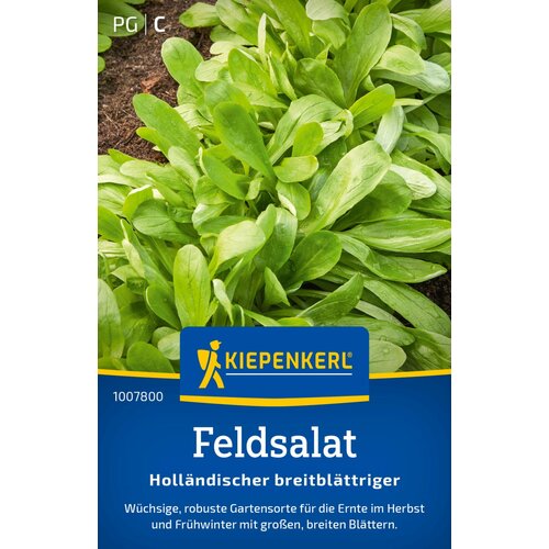 KIEPENKERL Motovilec &amp;quot;Holl&amp;auml;ndischer breitbl&amp;auml;ttriger&amp;quot; - 1 pkt. Slike