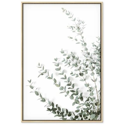  Slika - Eucalyptus Parvifolia (1 Part) Vertical 40x60 Slike