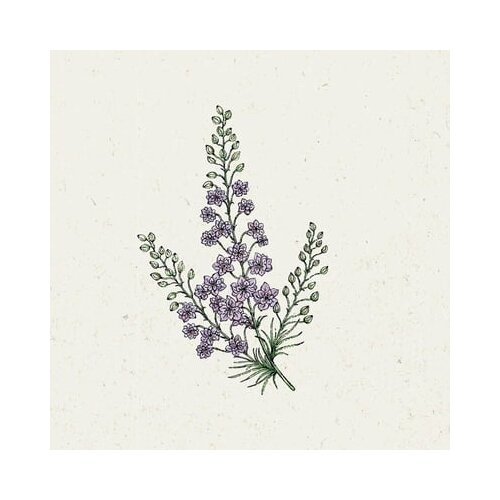 Jora Dahl Delphinium Consolida "Misty Lavender" - ostrožnik Cene
