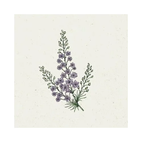 Jora Dahl Delphinium Consolida "Misty Lavender" - ostrožnik