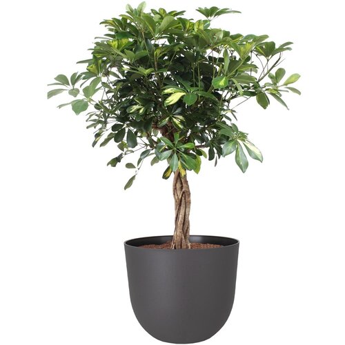  PE NOTRANJI LONEC HAVANA NATURAL VOLCANO 30CM Cene