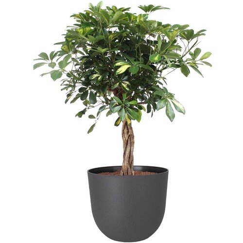  Tegla za cvijeće Havana Natural (Vanjska dimenzija (&amp;oslash; x V): 30 x 24,9 cm, Plastika) Slike