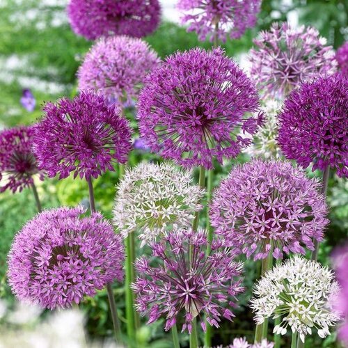 Royal De Ree allium sensation mix 5/1 Slike