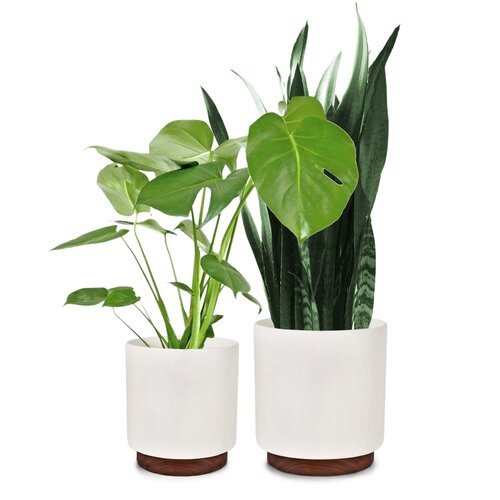 Fox & Fern enspijk, posude za cvijeće, 2-dijelni set, 2 veličine, drvo oraha, Polystone, ručno izrađeno Cijene