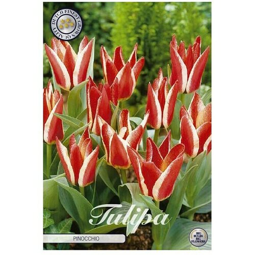  Cvjetne lukovice Tulipan Greigii Pinocchio (Crvena, Botanički opis: Tulipa) Slike