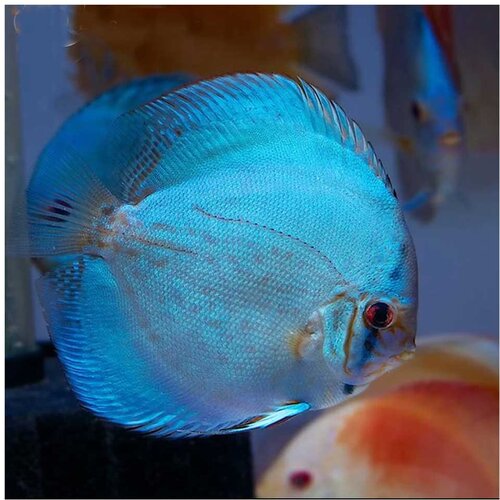 Akvarijum Centar Blue diamond discus Cene